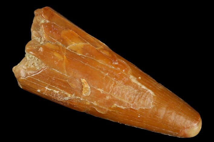 Fossil Pterosaur (Siroccopteryx) Tooth - Morocco #183667